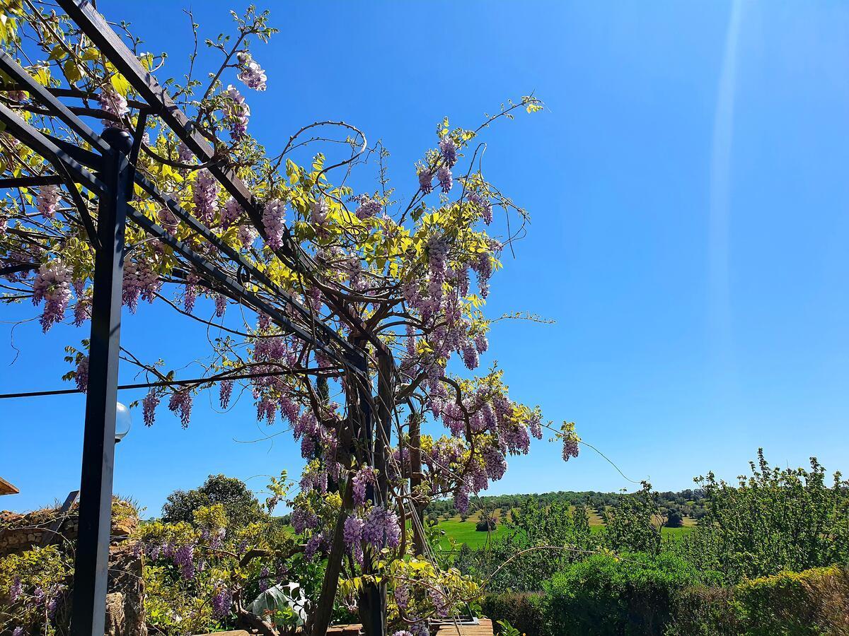 Bed and Breakfast Residenza Santa Maria In Borraccia à Magliano in Toscana Extérieur photo